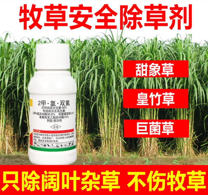 皇竹草甜象草黑麦草高丹草巨菌草墨西哥玉米草牧草田地专用除草剂