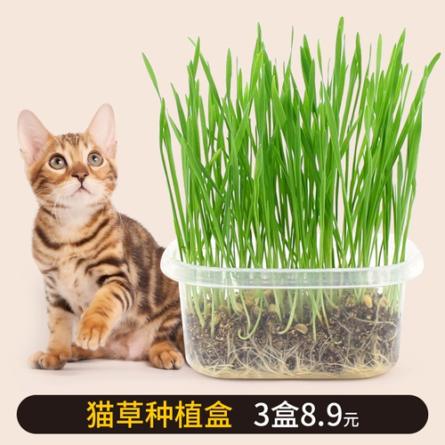 Кошачья семена пищевые