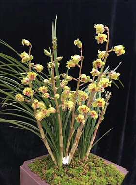 云南 老种兰花苗 经典蕙兰 金祥云 阳台盆栽花卉绿植植物 包邮
