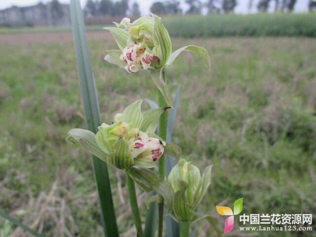 包邮兰花苗 春剑  盖世牡丹 桌面绿植