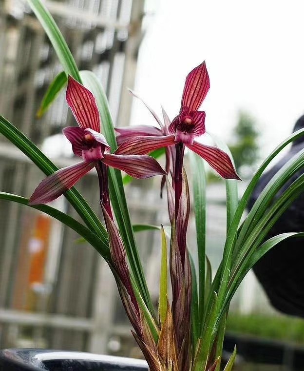 包邮四川名品兰花苗  春兰【刘三红】浓香室内绿植花卉盆景园艺,鲜花速递/花卉仿真/绿植园艺,时令草本花卉,淘宝优惠券,粉丝福利购,淘宝优惠卷