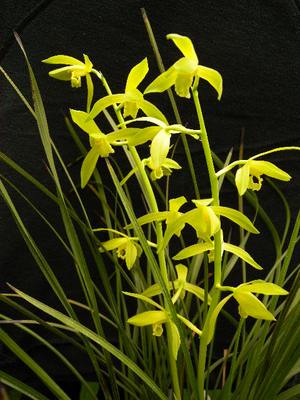 绿植蕙兰花卉阳台盆栽