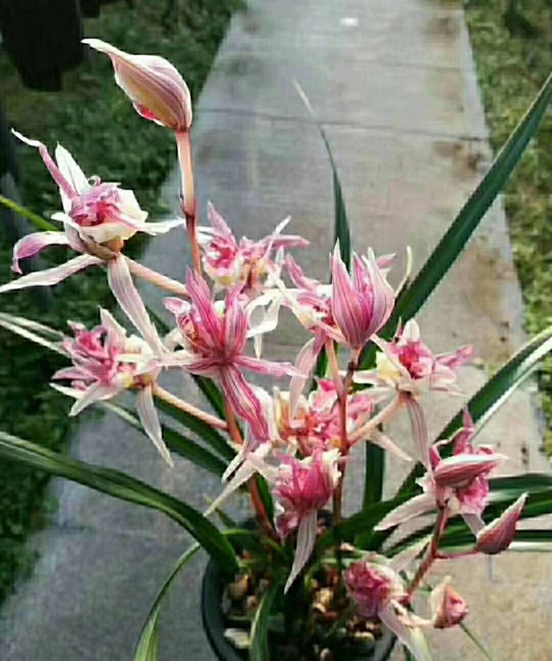 包邮自然老种兰花苗寒兰名品【红凤奇花】浓香阳台绿植花卉盆栽