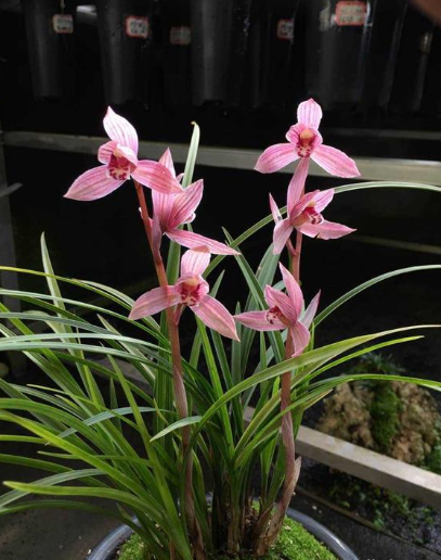 包邮云南名品兰花苗 莲瓣兰【胭脂红莲】浓香室内绿植花卉园艺,鲜花速递/花卉仿真/绿植园艺,时令草本花卉,淘宝优惠券,粉丝福利购,淘宝优惠卷