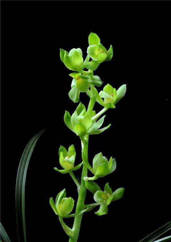 包邮浙江名品兰花苗盆景  蕙兰【王氏素荷】浓香绿植花卉盆景园艺,鲜花速递/花卉仿真/绿植园艺,时令草本花卉,淘宝优惠券,粉丝福利购,淘宝优惠卷