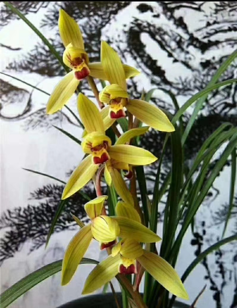 包邮云南名品兰花苗盆景莲瓣兰【金龙献宝】浓香绿植花卉园艺盆栽,鲜花速递/花卉仿真/绿植园艺,时令草本花卉,淘宝优惠券,粉丝福利购,淘宝优惠卷