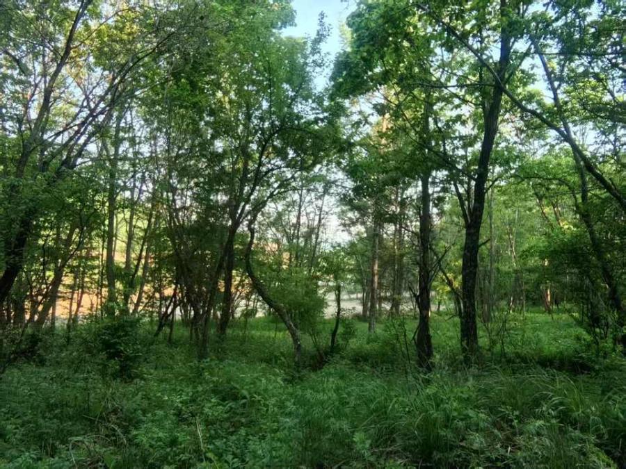 沙兰镇二吕村74.3公顷、林木及林地