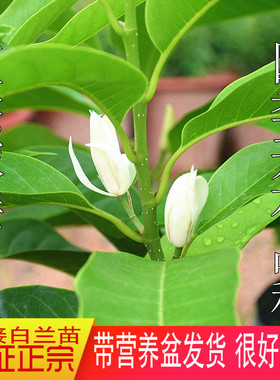 白兰花盆栽花卉白玉兰嫁接黄角兰黄桷兰黄玉兰室外常绿树苗庭院花