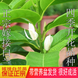 白兰花盆栽花卉白玉兰嫁接黄角兰黄桷兰黄玉兰室外常绿树苗庭院花