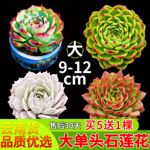 云南多肉单头月影东云莲花座好养