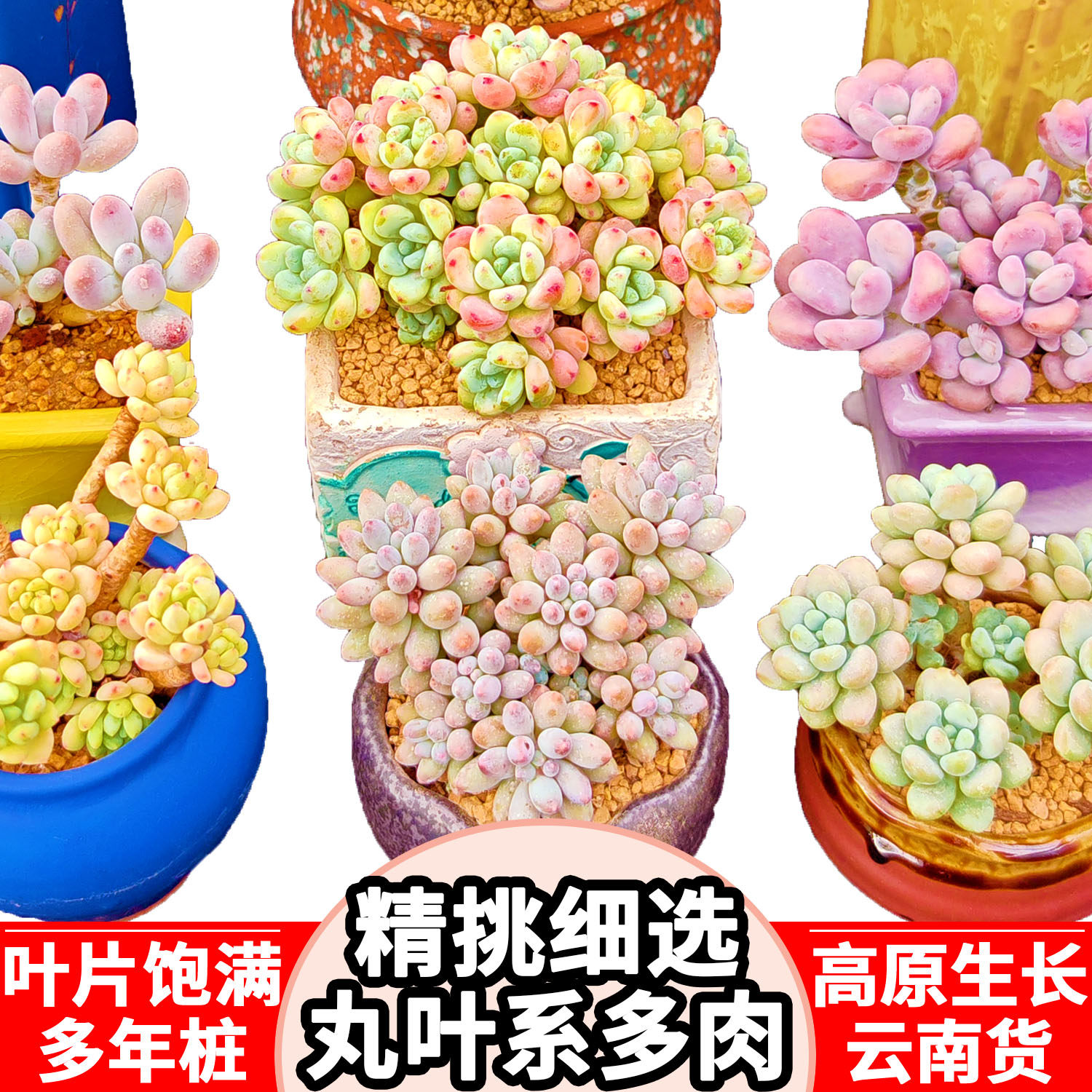 丸叶圆叶系桃蛋美人可爱厚叶暗纹多肉植物群生多头老桩云南货包邮