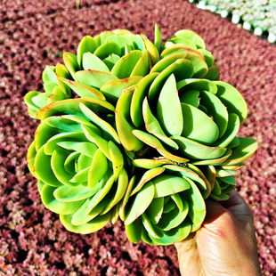 鸡蛋碧桃石莲花桃之娇云南多肉植物好养耐看新手阳台庭院露养包邮