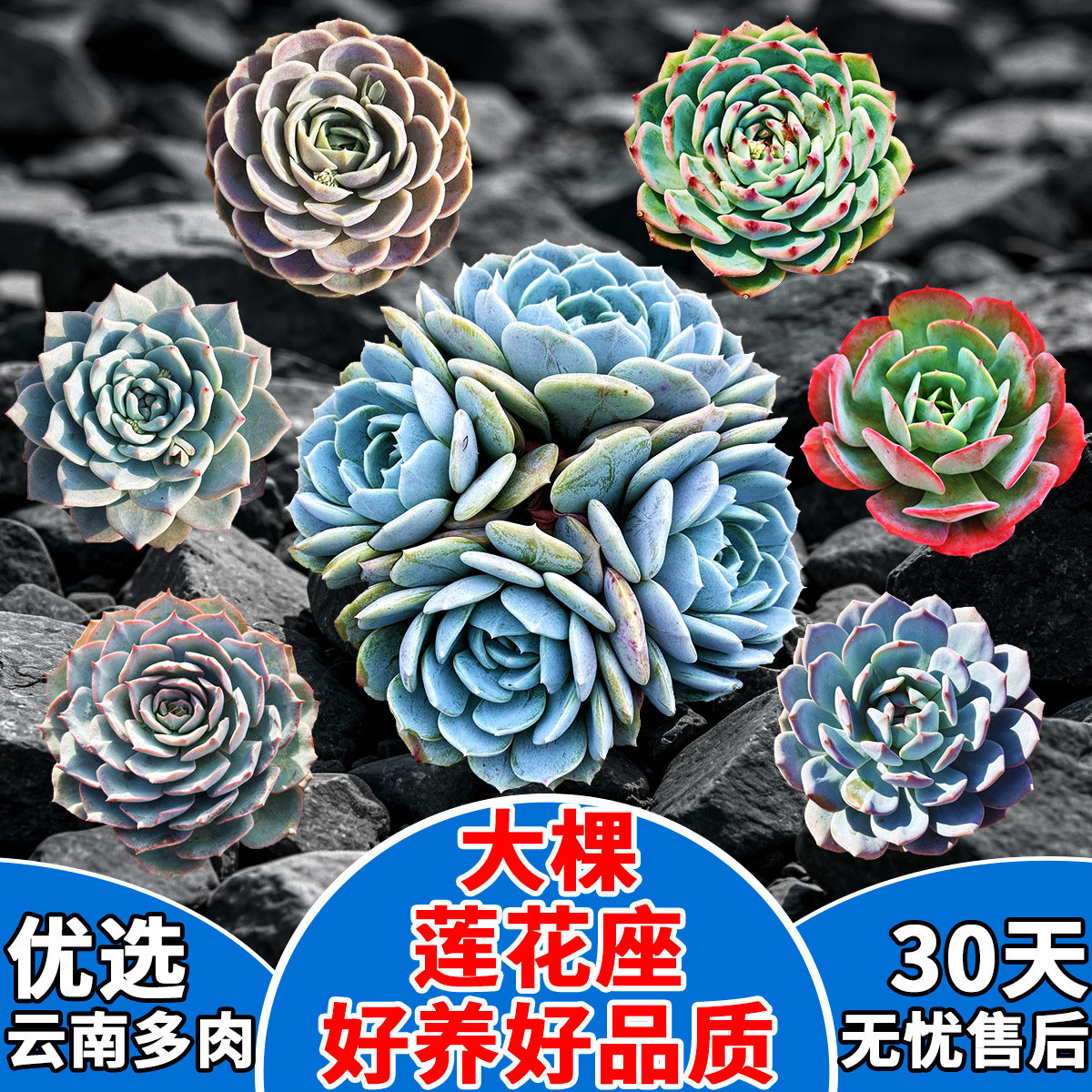 粉蓝鸟多肉植物大棵单头蓝色石莲花卉稀有肉肉粉台阁橙梦露吉娃娃