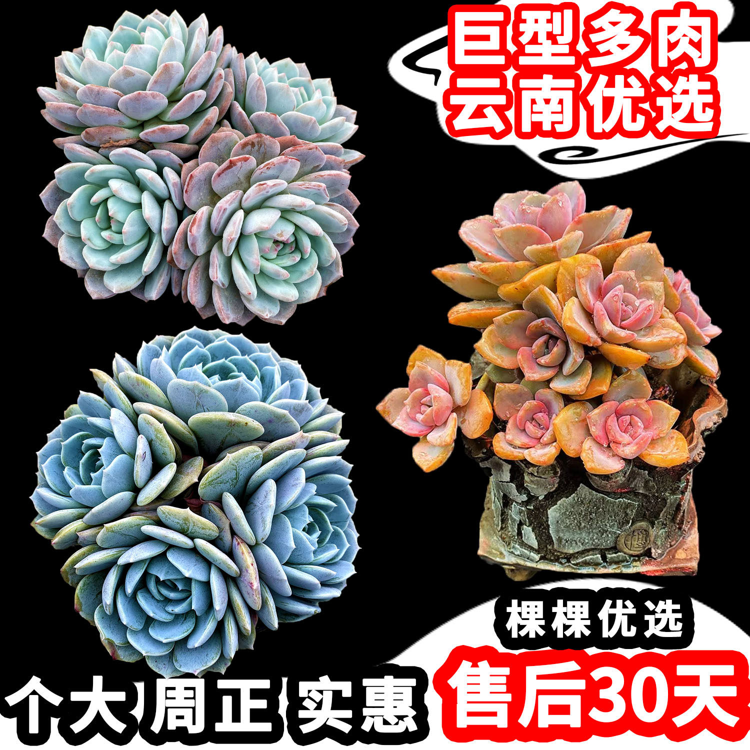 橙梦露劳林等巨型大棵群生老桩云南多肉阳台庭院新手好养植物包邮,鲜花速递/花卉仿真/绿植园艺,多肉植物,淘宝优惠券,粉丝福利购,淘宝优惠卷