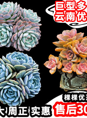 云南巨型多肉植物大棵好养包邮