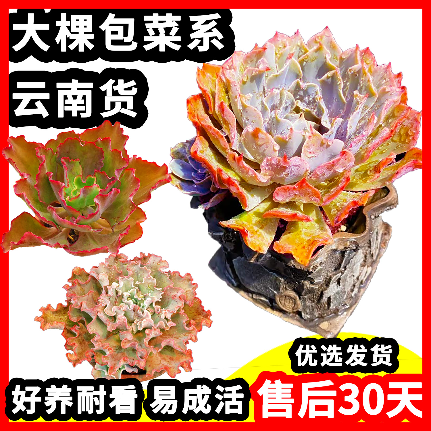 云南大包菜系列好养蓝狐舞会高莎