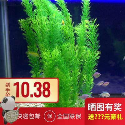 造型鱼缸装饰水草造景 仿真植物藻类水族箱绿色水下四季仿生假草