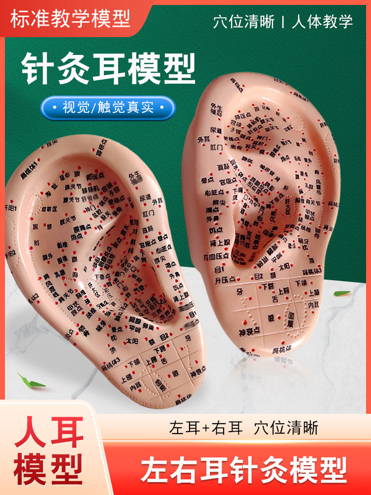 丰帆17cm多穴位针灸耳朵模型穴位针灸按摩耳膜耳穴模型王不留耳贴