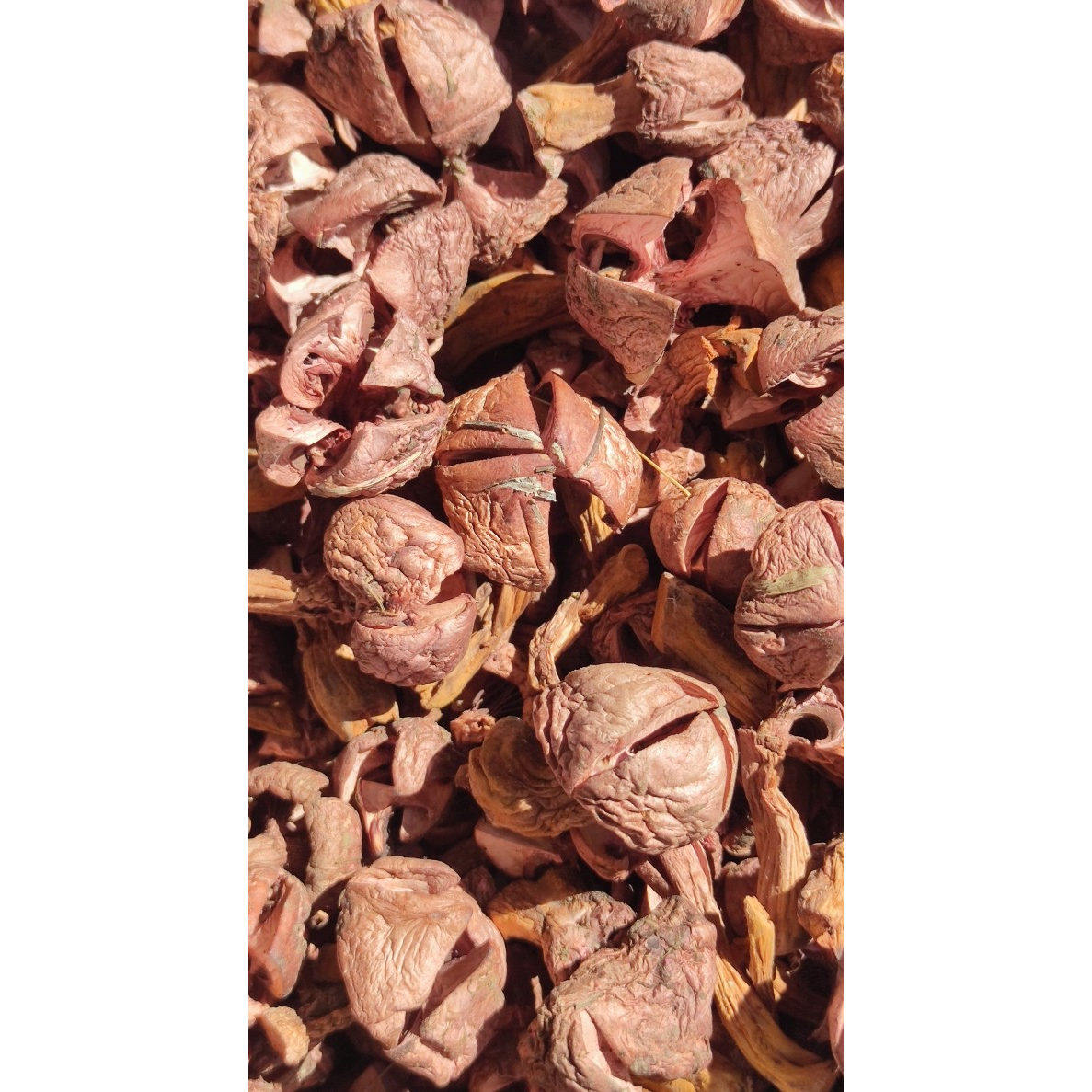 25年新货承德野采肉蘑250g*1袋装食用菌干货秋板肉蘑丁山珍