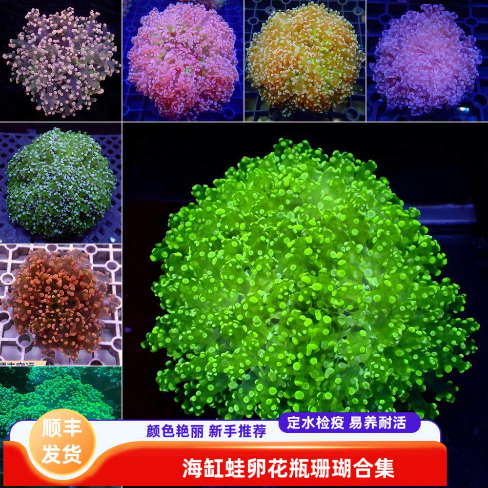 荧光绿双色蛙卵花瓶珊瑚提子软体海水缸活体易养耐活造景观赏生物