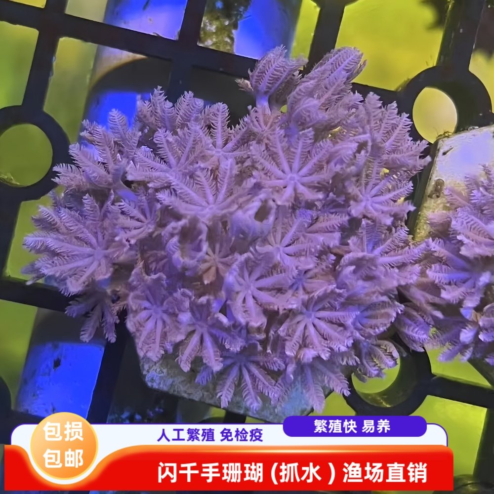 澳洲日本斐济闪千手珊瑚开合花伞软体海水缸活体新手易养造景