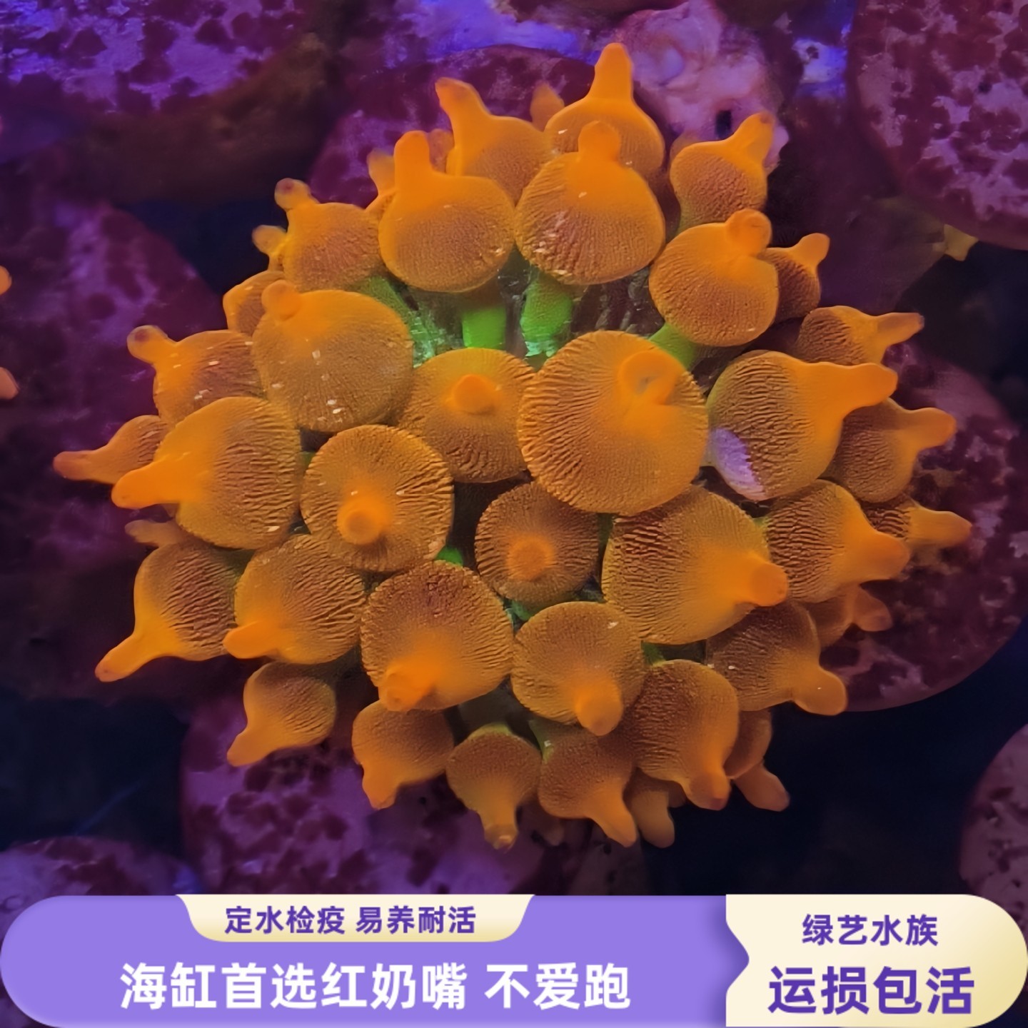 荧光红奶嘴海葵雪花绿底珊瑚
