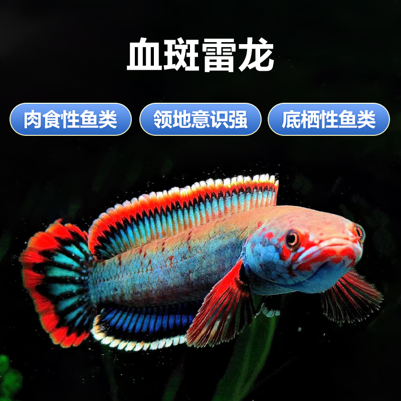 血斑雷龙1型 阿萨姆奶茶雷龙七彩梦幻冰火雷龙发色漂亮凶猛小型鱼