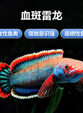 血斑雷龙1型 阿萨姆奶茶雷龙七彩梦幻冰火雷龙发色漂亮凶猛小型鱼