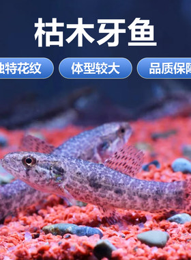 活体枯木牙鱼七彩牙鱼