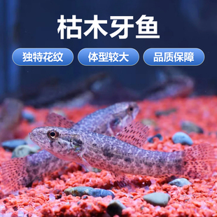 枯木牙鱼橙腹牙鱼活体南美奥黑牙鱼七彩牙鱼加拉辛肉食性猛鱼