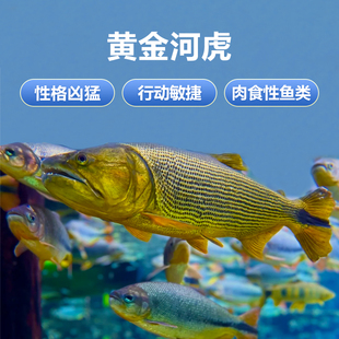 黄金河虎白金猛鱼黄金猛鱼哥伦比亚巨暴鱼加拉辛活体热带观赏鱼
