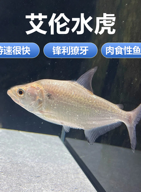 艾伦水虎 s属 亚马逊食肉猛鱼 淡水鱼 热带凶猛观赏鱼活体包邮