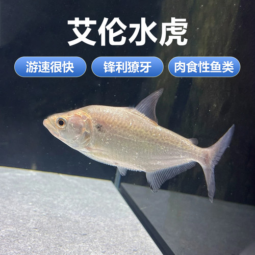 艾伦水虎 s属 亚马逊食肉猛鱼 淡水鱼 热带凶猛观赏鱼活体包邮
