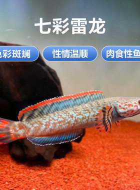 七彩雷龙鱼热带小型观赏雷龙