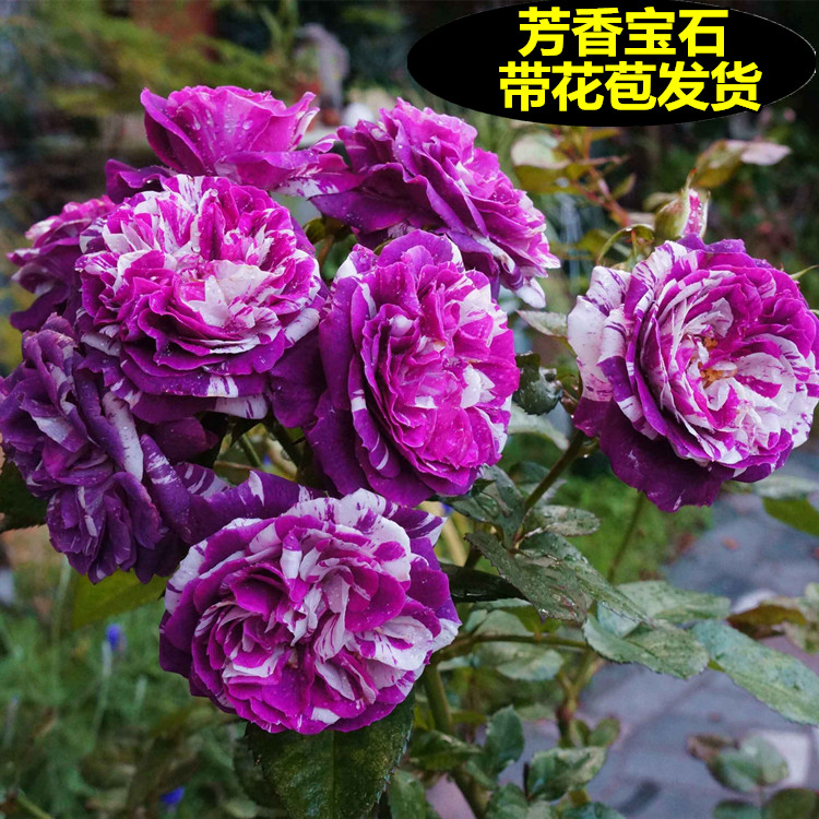 鞋花圆形32mm水晶宝石玻璃AB彩色水钻扣diy鞋帽女包裙子装饰纽扣|ruв категории доставка цветов/цветок моделирования/растения садоводства, цветок/растения в горшках (новый), цветок - от Buy2taobao.com для оказания профессиональной услуги покупки агента Taobao