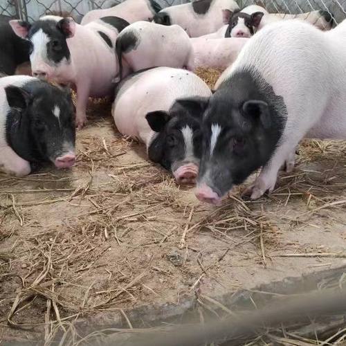 广西巴马香猪苗纯种散养小猪仔幼崽母猪活猪正宗包活猪猪包邮