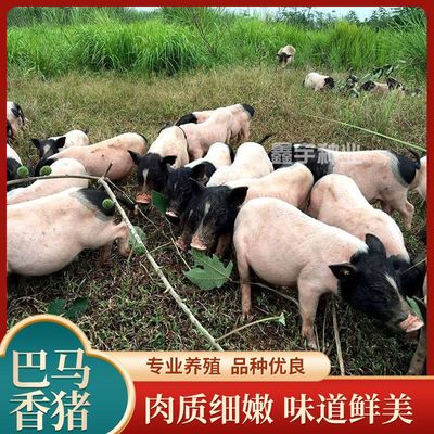 现货正宗陆川猪苗土猪种猪原种育肥活苗活幼崽猪苗养殖场直销活体