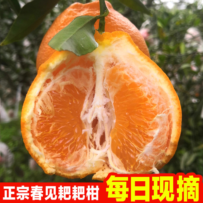 四川春见耙耙柑现摘现发粑粑柑10斤当季整箱新鲜水果精选大果包邮