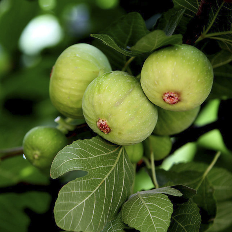 无花果扦插枝条黑卡龙枝条扦插果树苗地栽无花果插枝条无花果枝条在类目 鲜花速递/花卉仿真/绿植园艺, 花园植物/行道树/果树, 果树中 - 来自Buy2taobao.com提供专业的淘宝代购服务