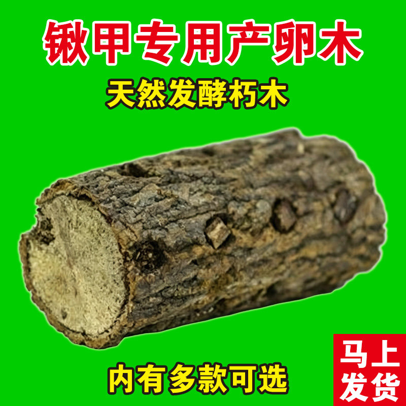 甲虫锹甲产木产房深度发酵木屑巴拉望巨扁锹甲扁锹锯锹刀锹独角仙图片