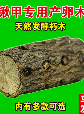 甲虫锹甲产木产房深度发酵木屑巴拉望巨扁锹甲扁锹锯锹刀锹独角仙
