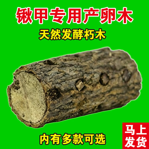甲虫锹甲产木产房深度发酵木屑巴拉望巨扁锹甲扁锹锯锹刀锹独角仙