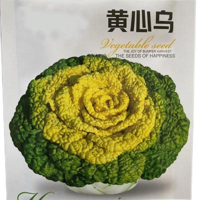 黄心菜种子耐寒乌塌菜黄心乌塔菜子蔬莱家庭种植春秋季播种