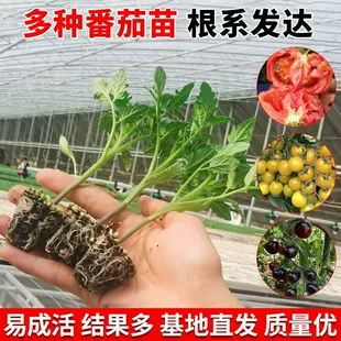 番茄苗大西红柿小菜秧矮生盆栽黑千禧水果种子蔬菜圣女果瀑布四季