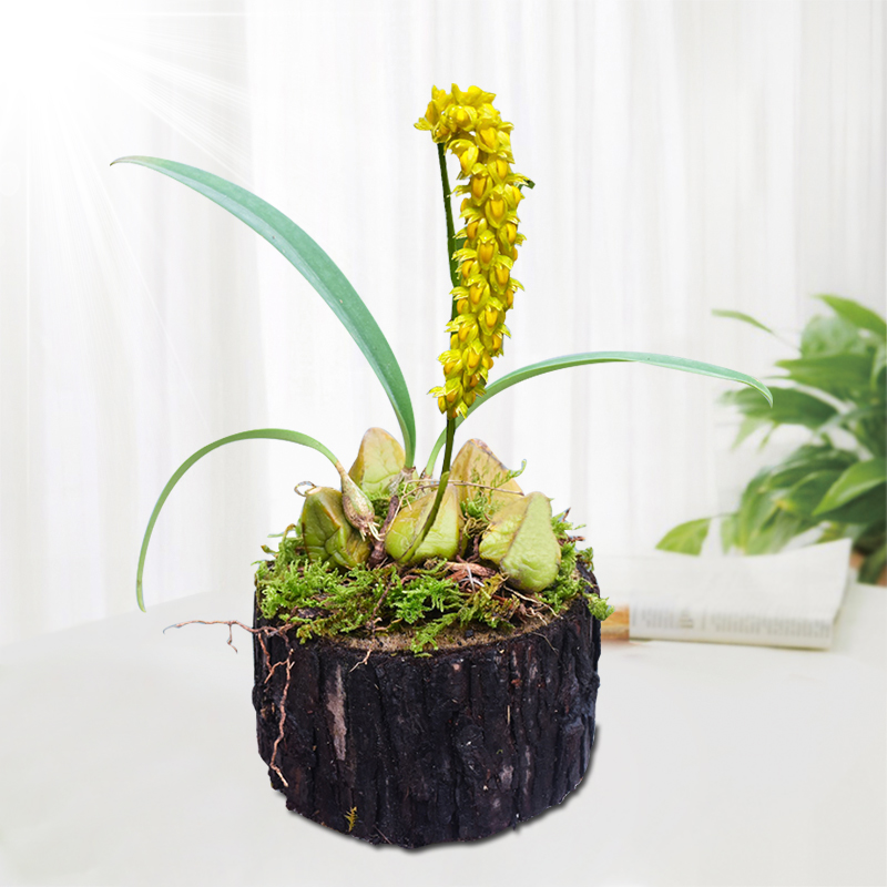 【豆蔻年华石斛树桩】带木头发货非铁皮石斛苗鲜条枫斗铁皮石斛花