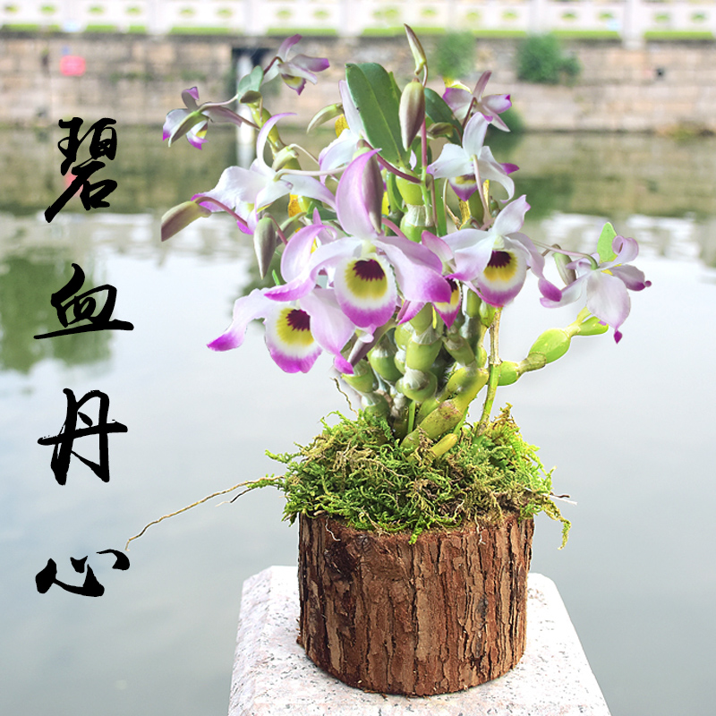【碧血丹心石斛树桩】带木头发货非铁皮石斛苗鲜条枫斗铁皮石斛花