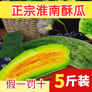 淮南头茬酥瓜苏瓜羊角甜瓜新鲜水果酥甜脆瓜代楼潘集羊角 苏酥