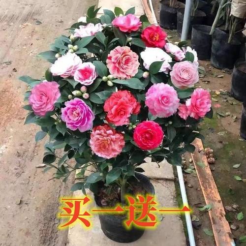 【原盆土】山茶花盆栽四季茶花好养耐寒浓香型四季植物五色香妃