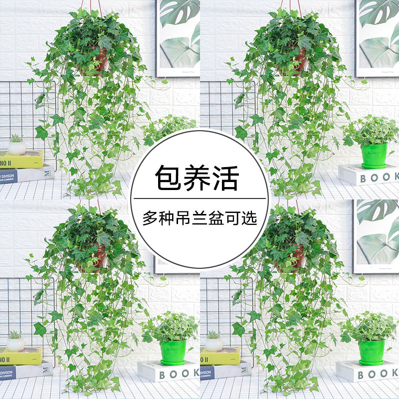 金边常春藤盆栽植物室内垂吊兰水水培绿植