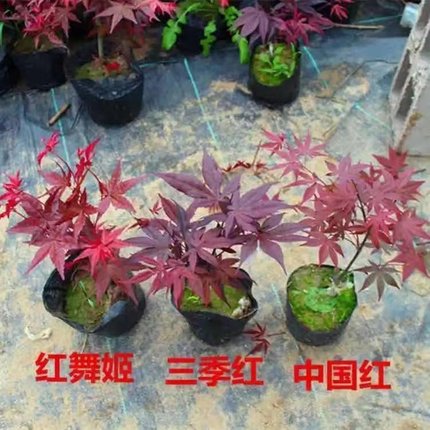 矮桩红枫盆景日本红舞姬三季红中国红黄金枫狮子头橙之梦青龙盆栽